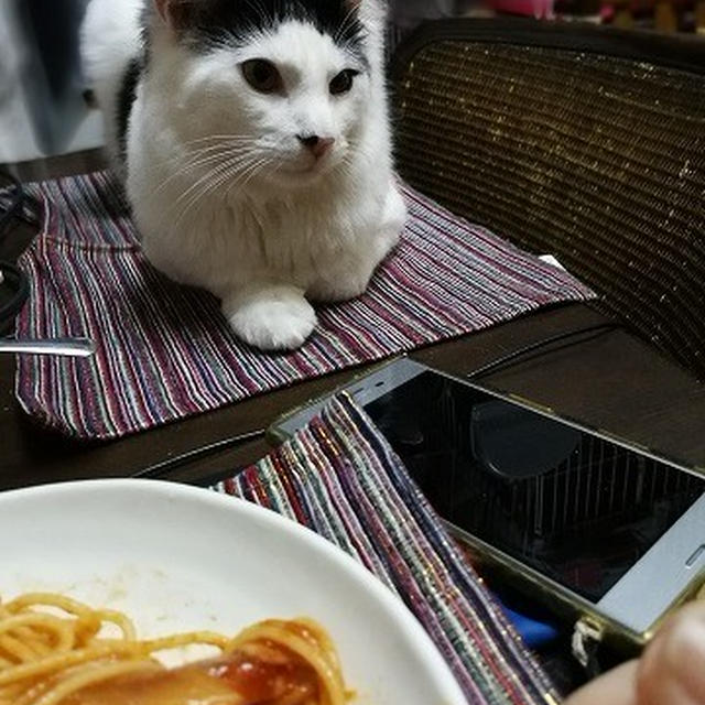 【小梅・さくら・桃之介通信】食卓での攻防 / 美味しいハムとマッシュルームのナポリタンスパゲティ