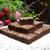 Chocolate Brownies チョコレートブラウニー