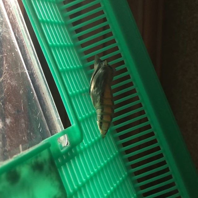 【Instagram】アゲハの蛹が羽化しました