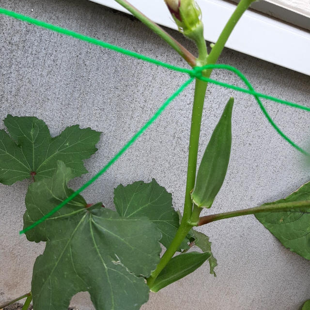 野菜作り