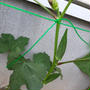 野菜作り