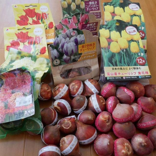 秋植え球根購入しました#最近撮った写真は