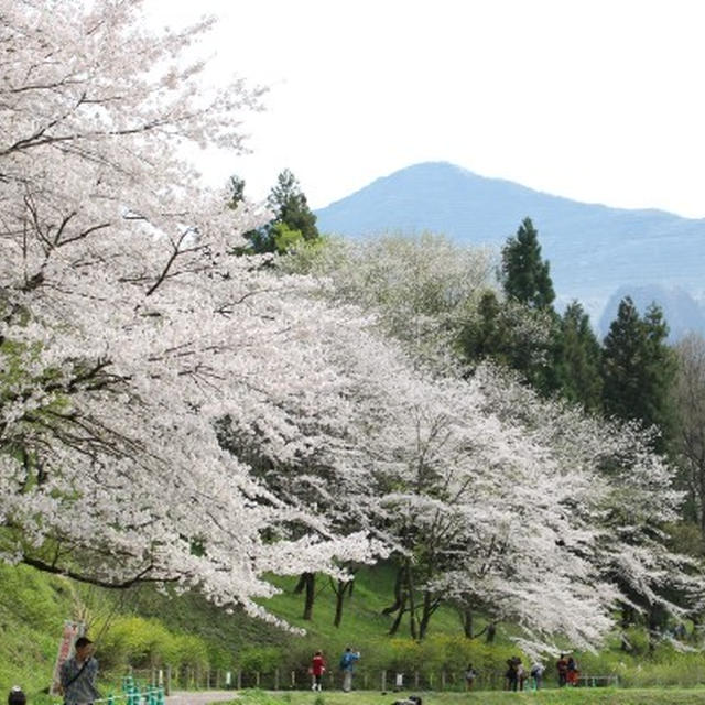 秩父探検～桜と羊とわらじ編～