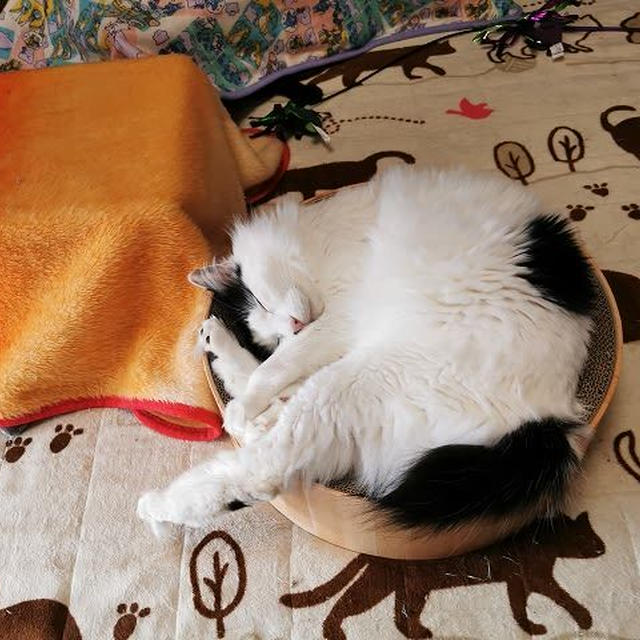 ３匹の猫、それぞれの過ごし方