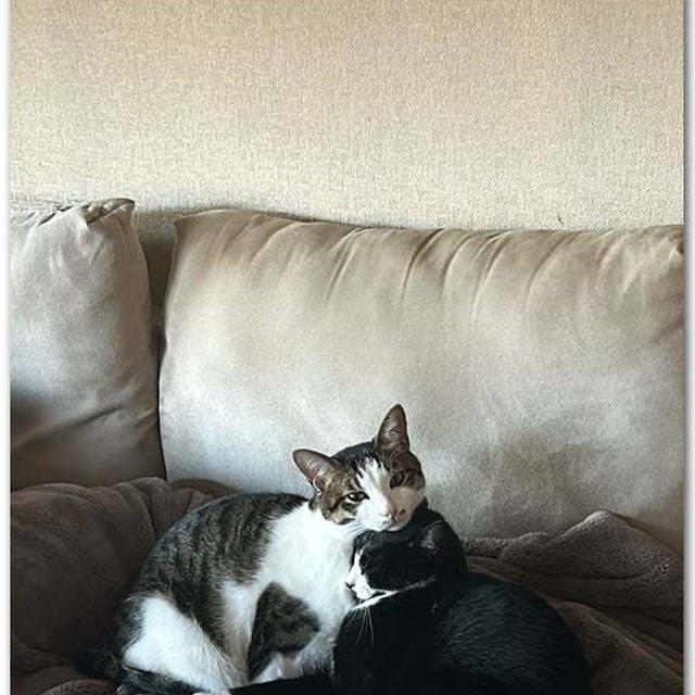 肖像画風 てんとはち 〜仲良しな兄弟猫〜