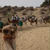 Camello Safari Duna oasis グラン カナリア島の砂漠でらくだに乗る♪