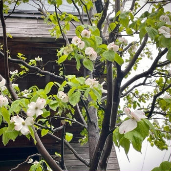 春爛漫・・・花盛り