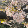 今日の新宿御苑の桜3 大島桜など、染井吉野も
