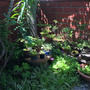 日陰の庭のミニ盆栽コーナー