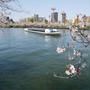 桜之宮、大川沿いの散策#最近撮った写真は