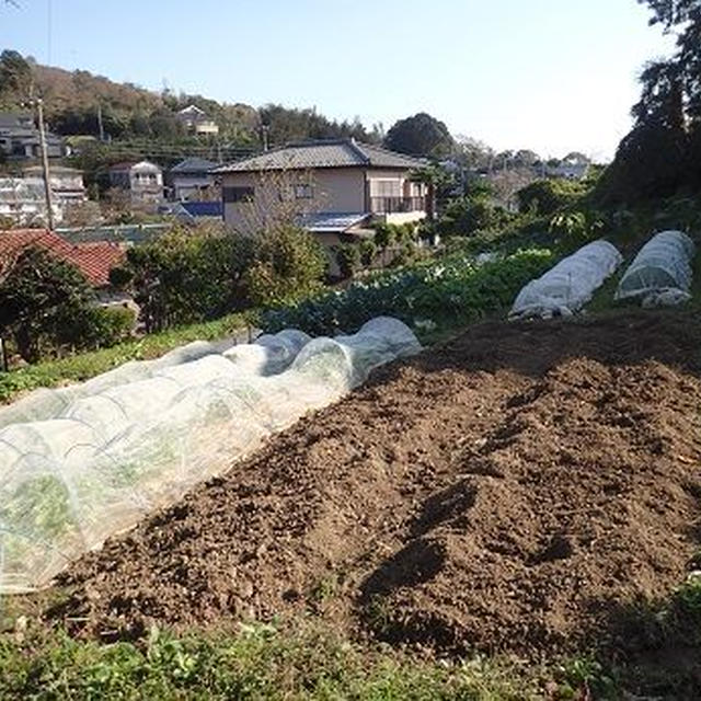 サトイモ収穫☆葉山野菜栽培記（11月上旬）