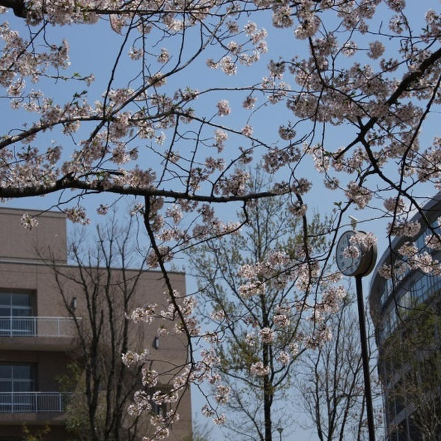 2014年　桜