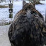 冬　しもやけ思い出した雪が降った朝も元気猫　