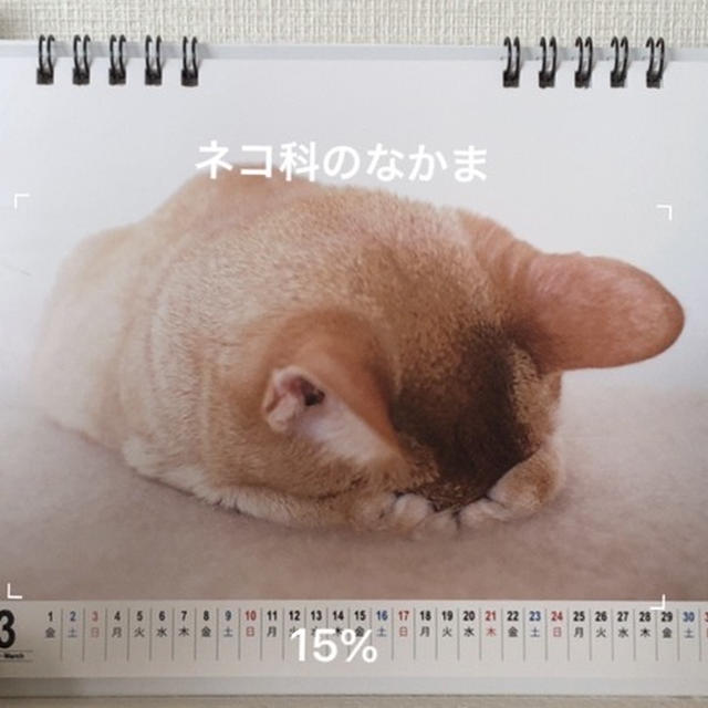 ひなちゃん2年9ヶ月の月命日　かざすAI図鑑「LINNE LENS」にアビシニアン認識されず(⑉་ ⍸ ་⑉)