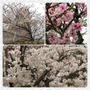 桜☆