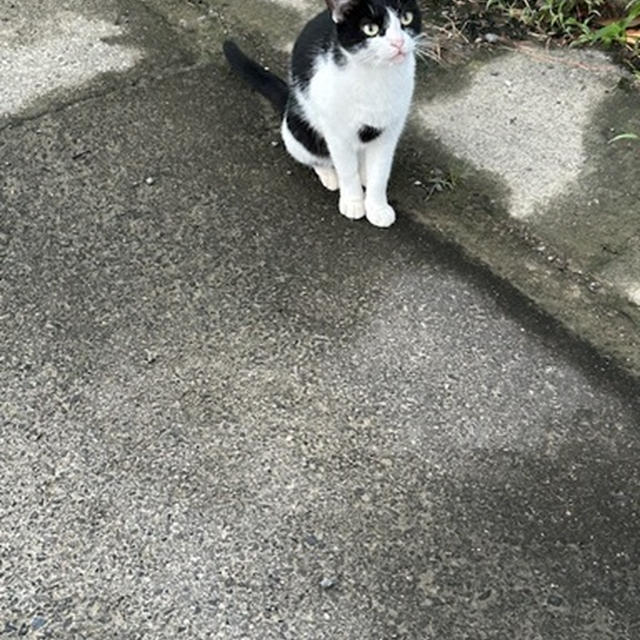 今年初のサンマ