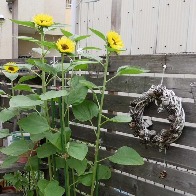 ひまわりの花が咲きました♪#最近撮った写真は