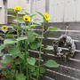 ひまわりの花が咲きました♪#最近撮った写真は