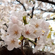 満開の桜と春の花