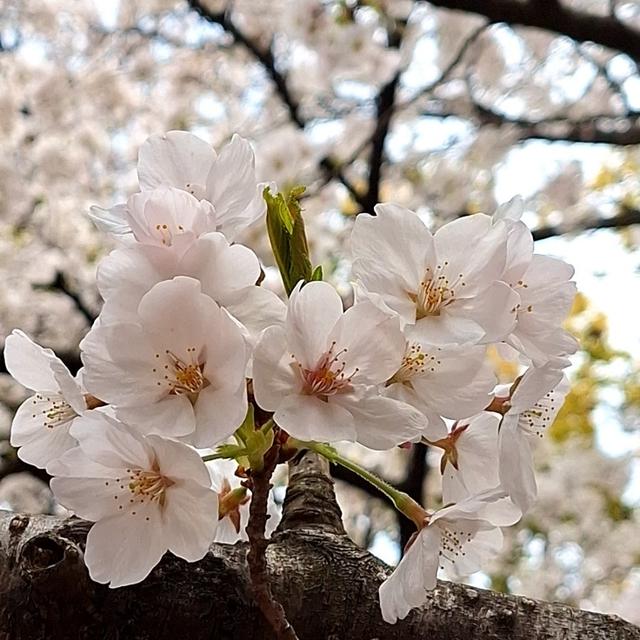 満開の桜と春の花
