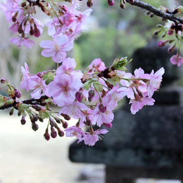 梅は咲いたし桜も咲いた！