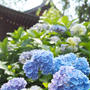 満開のあじさい寺「本土寺」