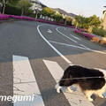 芦屋総合公園にお散歩に行ったｖ・。・Ｖ わん♪　おまけは庭の花とムギ