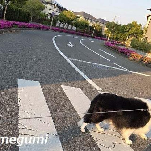 芦屋総合公園にお散歩に行ったｖ・。・Ｖ わん♪　おまけは庭の花とムギ