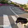 芦屋総合公園にお散歩に行ったｖ・。・Ｖ わん♪　おまけは庭の花とムギ