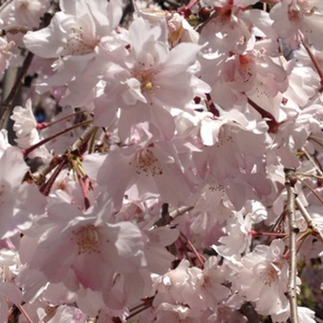 平野神社黄色の桜ととうふカフェ藤野さんでランチ