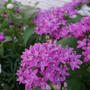 ペンタスの花#ameba写真部