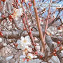 梅の花 #最近撮った写真