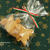 クリスマスクッキー