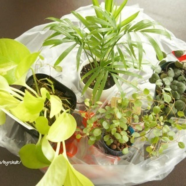 観葉植物