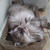フィーフィーちゃんの段ボールスクラッチャーを新調しました♪(=^・・^=)♡
