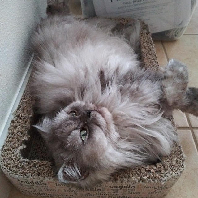 フィーフィーちゃんの段ボールスクラッチャーを新調しました♪(=^・・^=)♡