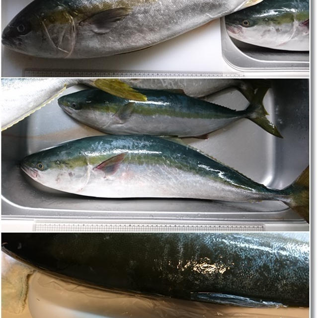 ダンナさんの久々の釣果☆漁師さんに聞いた美味しいツミレを作る技！