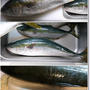 ダンナさんの久々の釣果☆漁師さんに聞いた美味しいツミレを作る技！