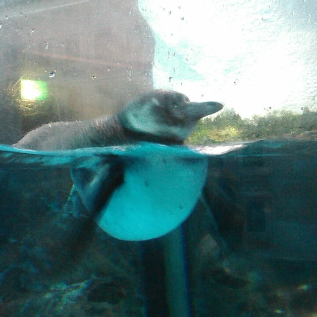 シロクマさんはお食事中～八景島シーパラダイス