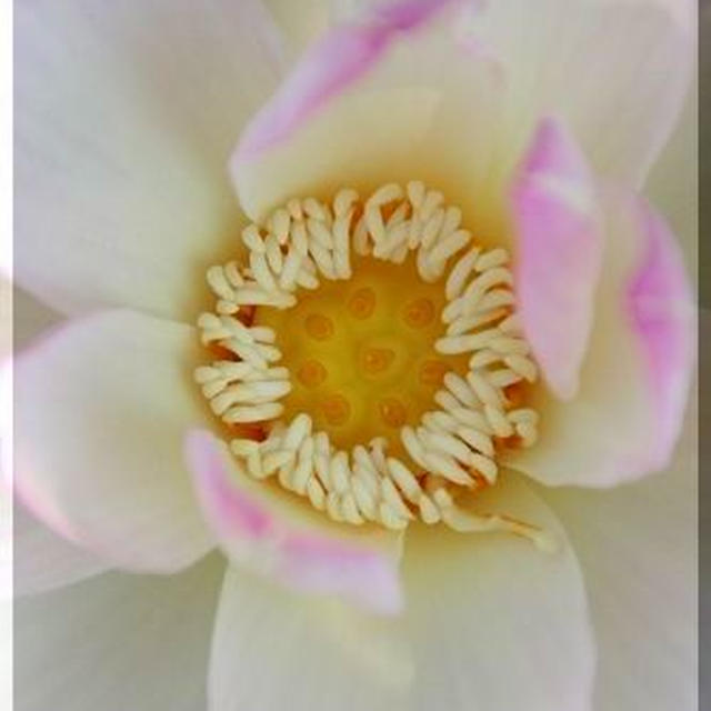 ◆蓮の開花♪～免疫力UPの紫蘇・モズク・ゴーヤで元気に♪