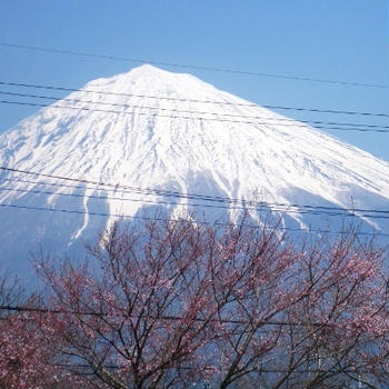 ハナサケ！ニッポン