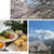 桜満開!!富士山とのコラボはとても綺麗です♪♪ランチは手作りパンで・・・