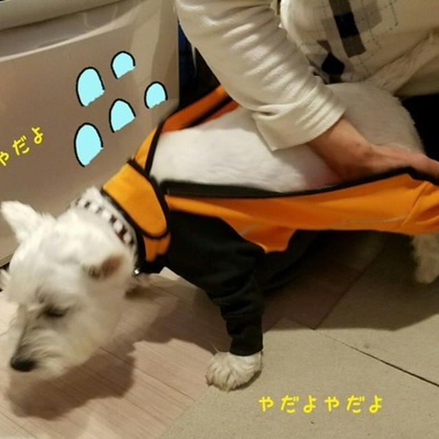お散歩