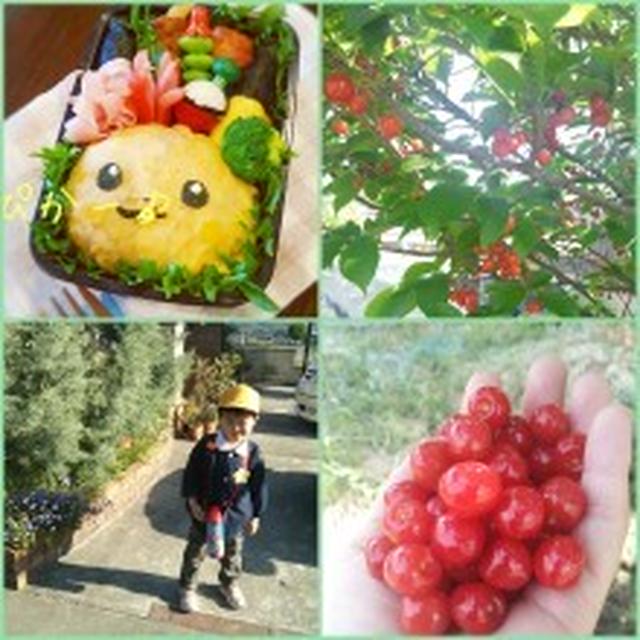 さくらんぼ狩り♪