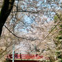 福山雅治さんの歌に出てくる「桜坂」でお花見