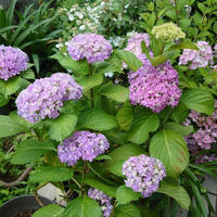 今年の紫陽花