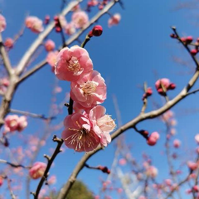 日が少し長くなって、春が少しだけ近くなる？