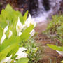 新発田市桜公園の水芭蕉