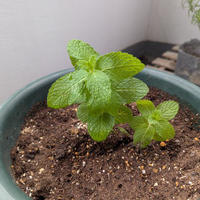 Little　Gardenにミントが仲間入り