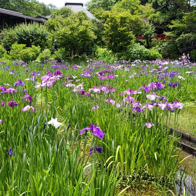 【お散歩】菖蒲を観に